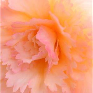 Meet your Posher, Allisson